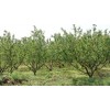 山西杏樹、7-8-9公分杏樹、農業批發、山西春秋苗圃