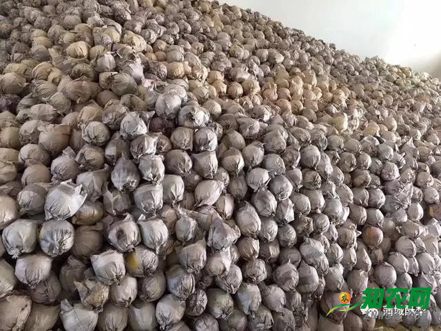 包裝成本上漲,酥梨價格低迷