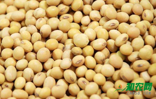 國產大豆南北價格不同 分析師：年內逐漸走高