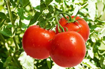 西紅柿價格持續下滑