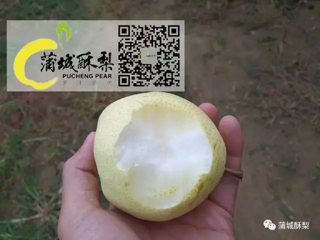 不管前路何方，攜&ldquo;蒲城酥梨&rdquo;繼續闖蕩！