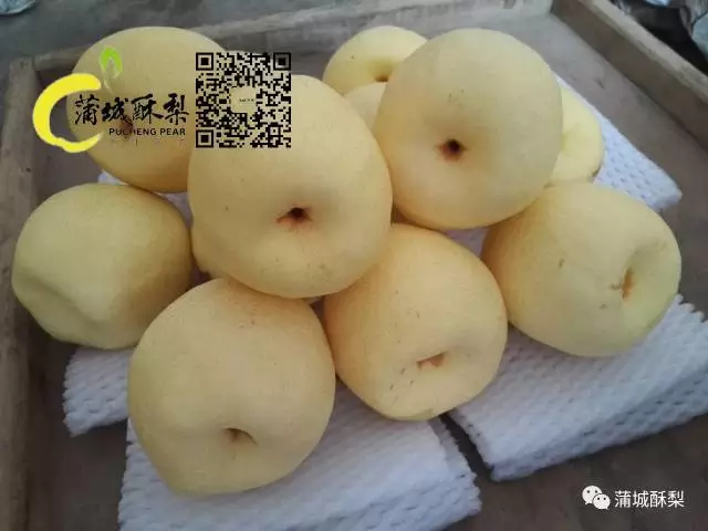 聚八十萬蒲城人之力 共譜&ldquo;蒲城酥梨&rdquo;新篇章