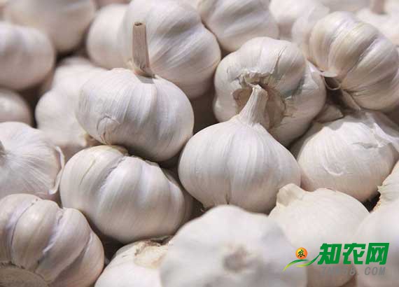 種植面積增加供需失衡 庫(kù)存大蒜價(jià)格連續(xù)下跌