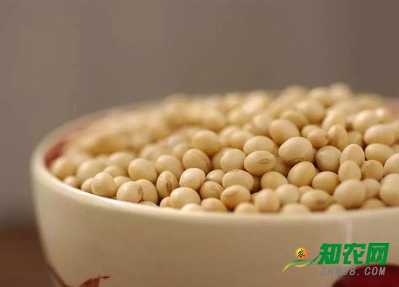 大豆行情持續(xù)疲軟 分析師：年后或將小幅回暖