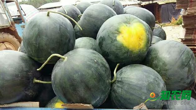 2018廣西西瓜最新價格行情預測