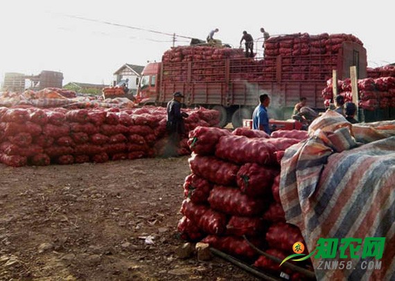 洋蔥價格同比下降五成 分析師：農戶不宜惜售