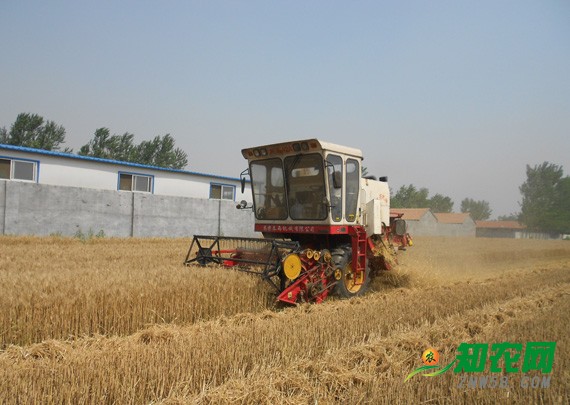 小麥價格高位運(yùn)行 專家：農(nóng)戶盡量年前出售