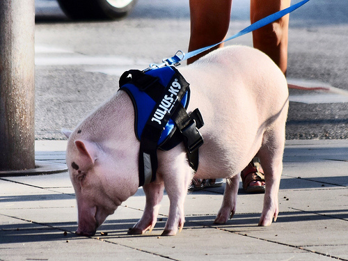 豬肉安全知多少？ &mdash;&mdash;關于豬養殖的幾個小常識