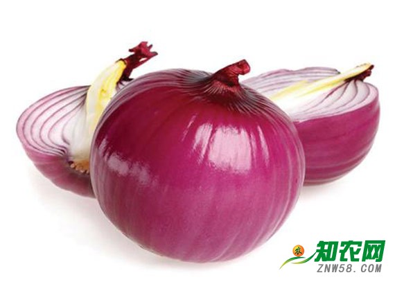 洋蔥價格大幅下跌 分析師建議按質量分批銷售