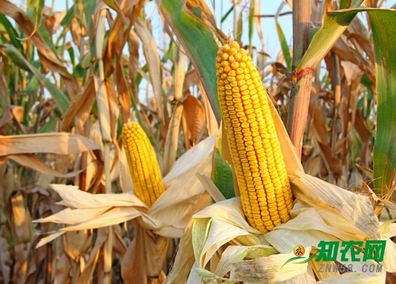 分析師：春節前玉米價格堅挺 是否出售看個人規劃