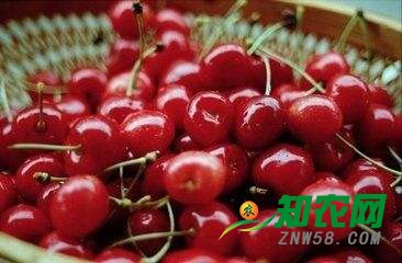 今冬進口櫻桃走&ldquo;親民&rdquo;路線