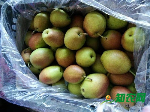春節前夕蒲城酥梨價格淺談