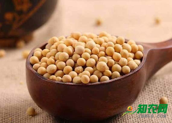 國產大豆價格上漲乏力 分析師：建議種植戶勿惜售