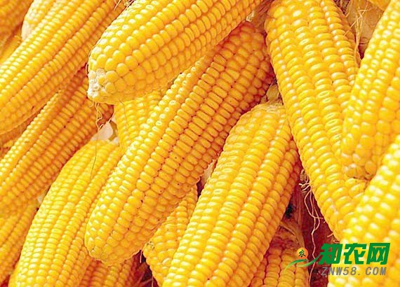 華北玉米價格震蕩 分析師：經銷商應注意玉米質量