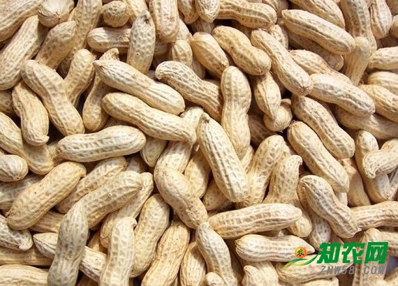 花生價格平穩 分析師:漲到4元一斤的可能性不大