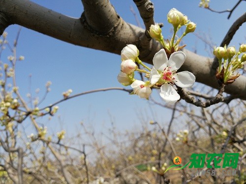 初春梨樹管理要點