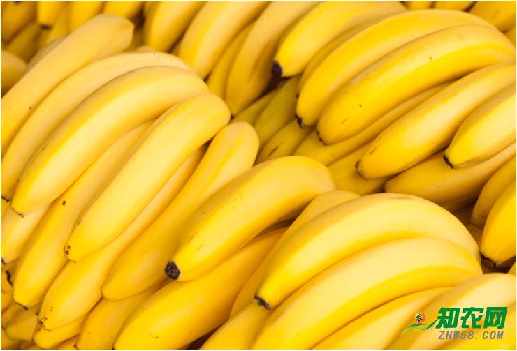 中國國內(nèi)低溫持續(xù)致使香蕉受寒情況加劇，出貨受阻預計價格難回升