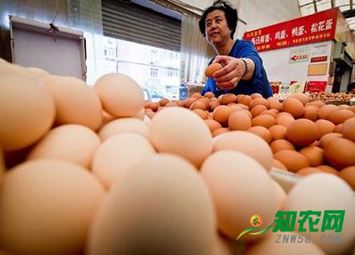 節后雞蛋價格普遍下跌 分析師：有可能觸底反彈