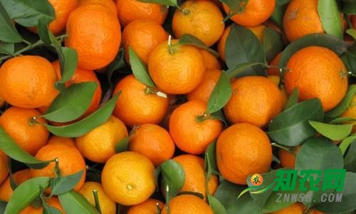 兩天跌價一半多：砂糖橘持續幾年的好行情結束了！