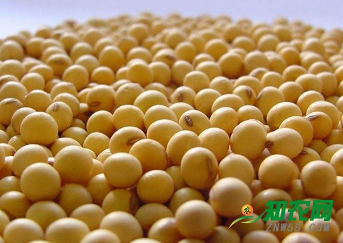 節后大豆收購將啟動 今年行情能否回暖？