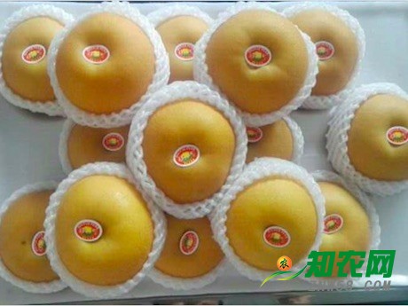 正在上漲的價格和中國梨出口的減少，是威脅還是機遇？