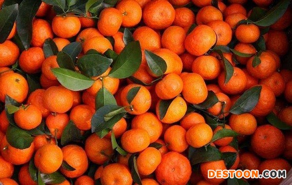 中國沙糖桔跌落&ldquo;神壇&rdquo;：春節后售價近乎&ldquo;腰斬&rdquo;，又是盲目擴張惹的禍