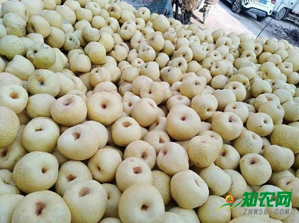 碭山酥梨2018年價格上漲，地窖梨價格最高