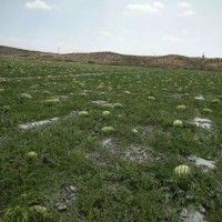 2018年寧夏西瓜批發價格硒砂瓜行情