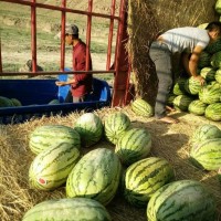 2018/寧夏中衛石頭瓜硒砂瓜批發價格供應基地