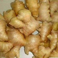 生姜行情信息山東生姜批發價格