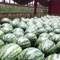 大量供應陜西蒲城西瓜：京欣、甜王、黑無籽