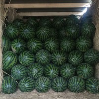 陜西蒲城京欣西瓜|甜王西瓜|黑無籽西瓜大量供應