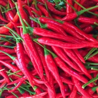 山西省沁水縣，現(xiàn)摘新鮮食用小米椒/朝天椒，可制辣椒醬