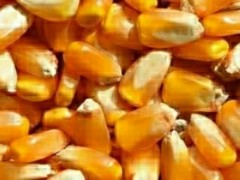 成都長(zhǎng)期大量收購(gòu)玉米高粱,小麥，碎米大米