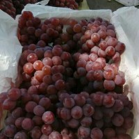 紅提葡萄產地行情，陜西紅提葡萄批發價格