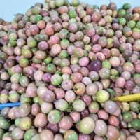 農家百香果西番蓮產地一手貨源批發農家果園大量供應上市