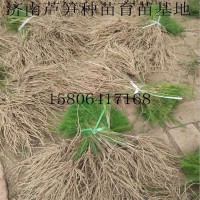 濟南千畝蘆筍種植基地批發蔬菜種子優質蘆筍種苗