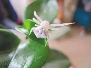 蘋果園白蜘蛛咋治？