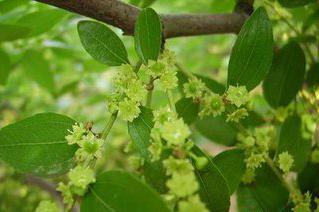 如何防治棗樹花心蟲？