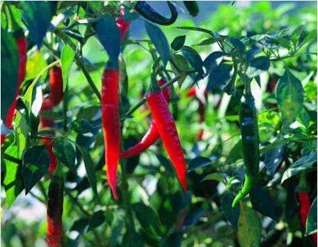 今年要不要擴種辣椒