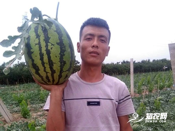 陜西蒲城甜王西瓜