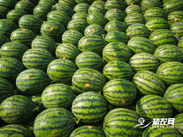 陜西蒲城甜王西瓜