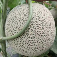 蒲城網(wǎng)紋瓜熟啦