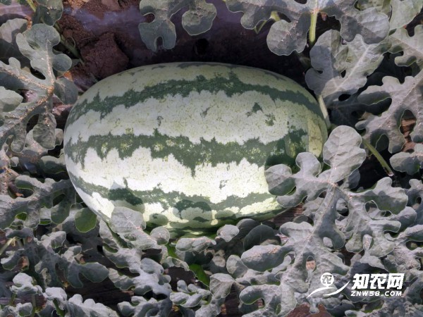 西瓜價格一路上漲（附：6月9日陜西、山東、河南、安徽、河北、湖北、新疆最新西瓜價格行情）