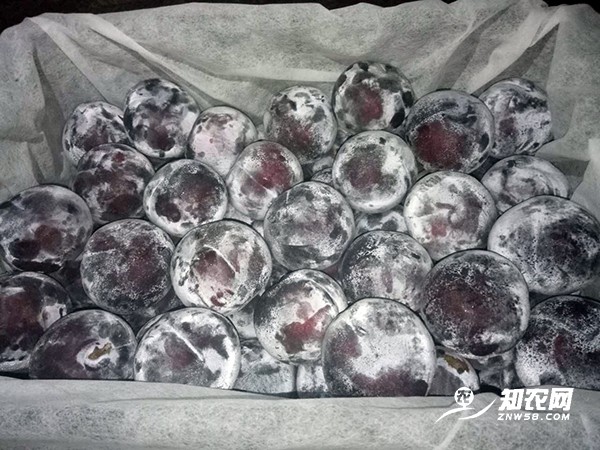 陜西美國黑總統李子