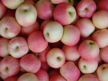 山東嘎啦、美八蘋果產地批發報價