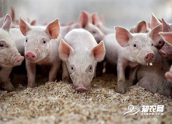 豬價近日趨穩 分析師：做好疫病防控，切勿盲目壓欄