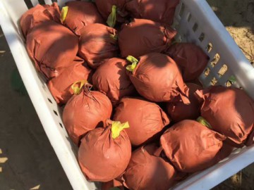 河南黃金梨大量上市，果農(nóng)直銷，無(wú)雜費(fèi)