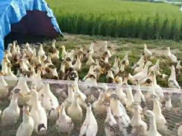 #滯銷幫扶#鴨田稻滯銷我們?cè)谛袆?dòng)！