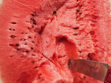 遼寧西瓜代辦代收/新民西瓜代辦代收/遼寧西瓜批發(fā)價格